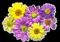 fleurs et nature (116)
